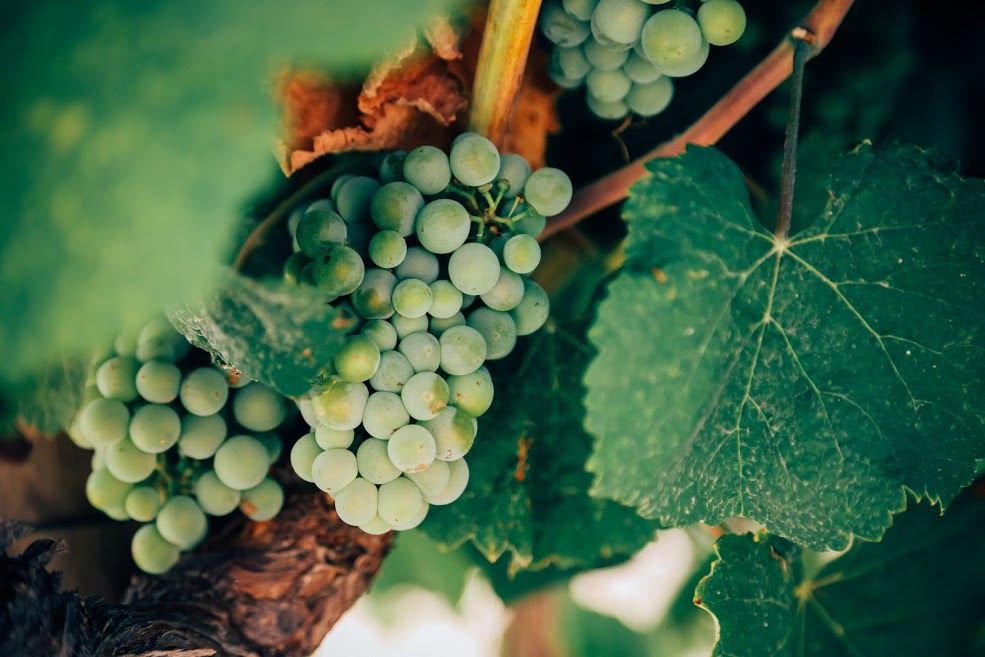 Grapes